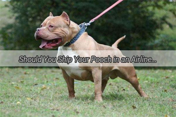 Should You Ship Your Pooch in an AirlineGrade Crate via Train The Ultimate Guide